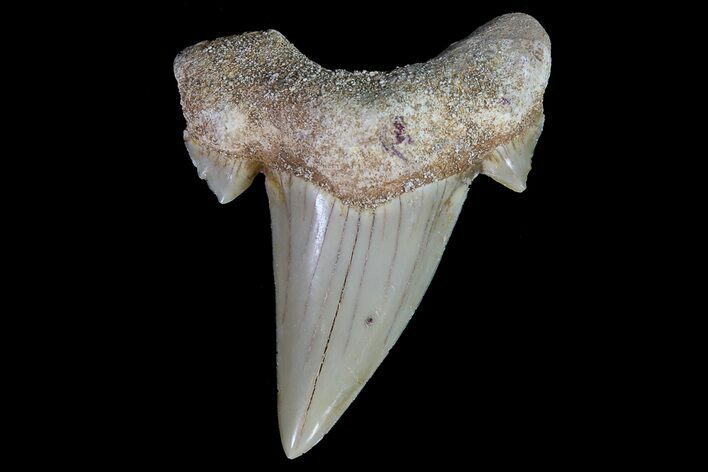 Otodus Shark Tooth Fossil - Nice Tooth #67168